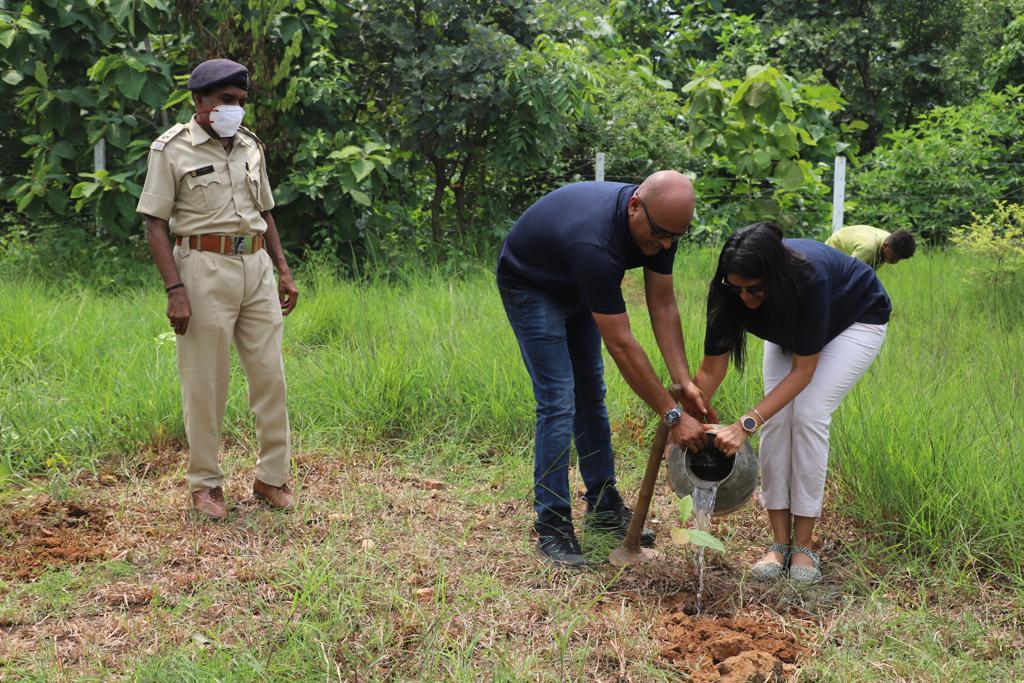 TREE PLANTATION
