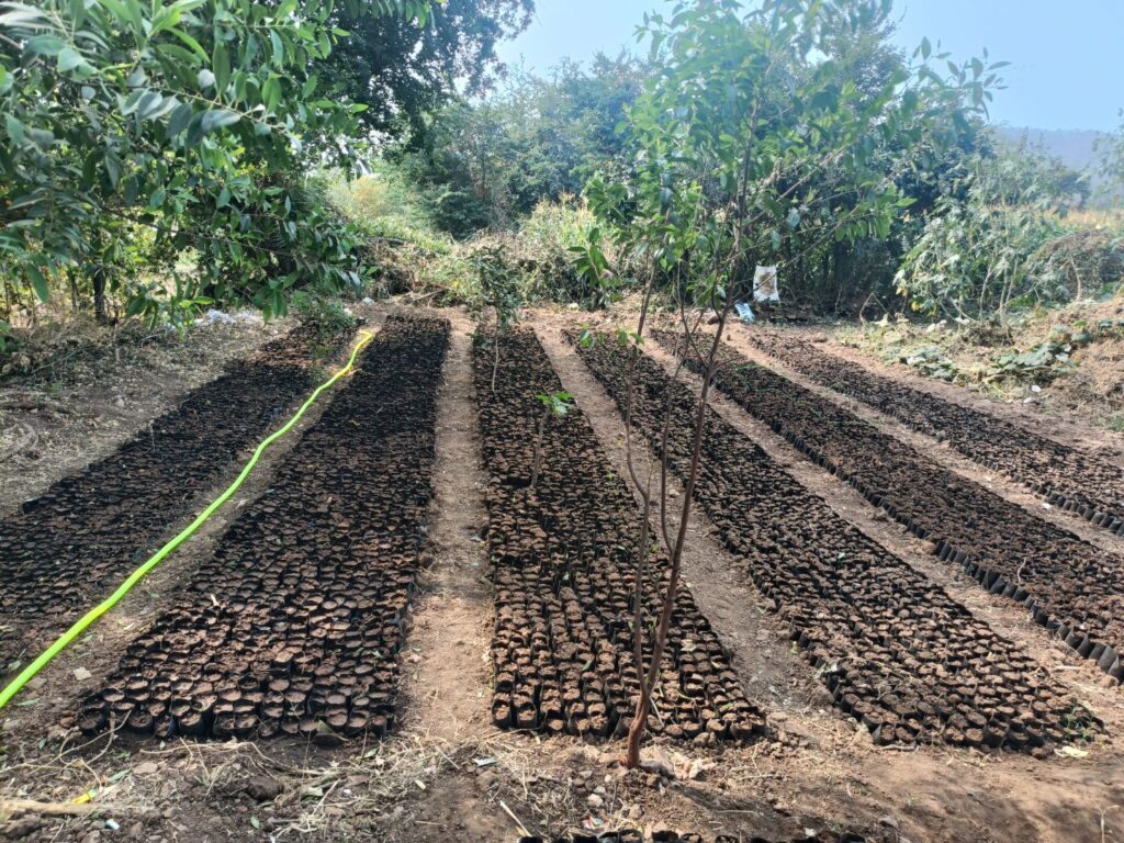 Sowing Seeds of Self-Empowerment: How Women Are Leading a Thriving Nursery Venture